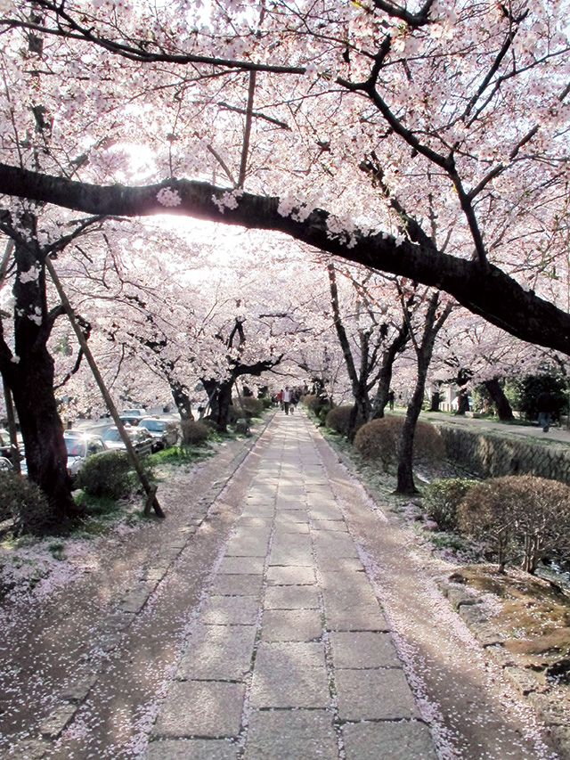 【京都】春之樱!日本人公认10大赏樱绝景(10)哲学の道