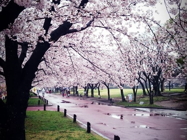 大阪花見 万博記念公園 15我一個人追櫻 棋一 6442