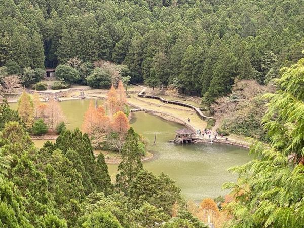 明池森林遊樂區｜超美高山人工湖、日式庭園、千年古檜
