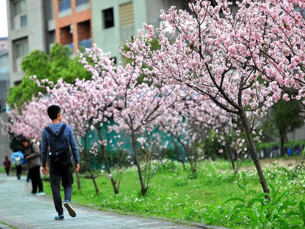 台灣旅遊景點 大學巡禮系列 國立台北大學 台灣 北台灣 旅行酒吧