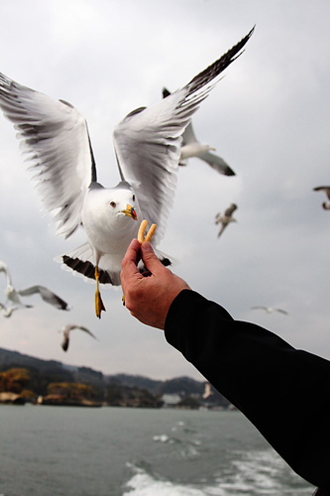 日本三景之一- 松島，餵海鷗去| 日本| 東北| 旅行酒吧