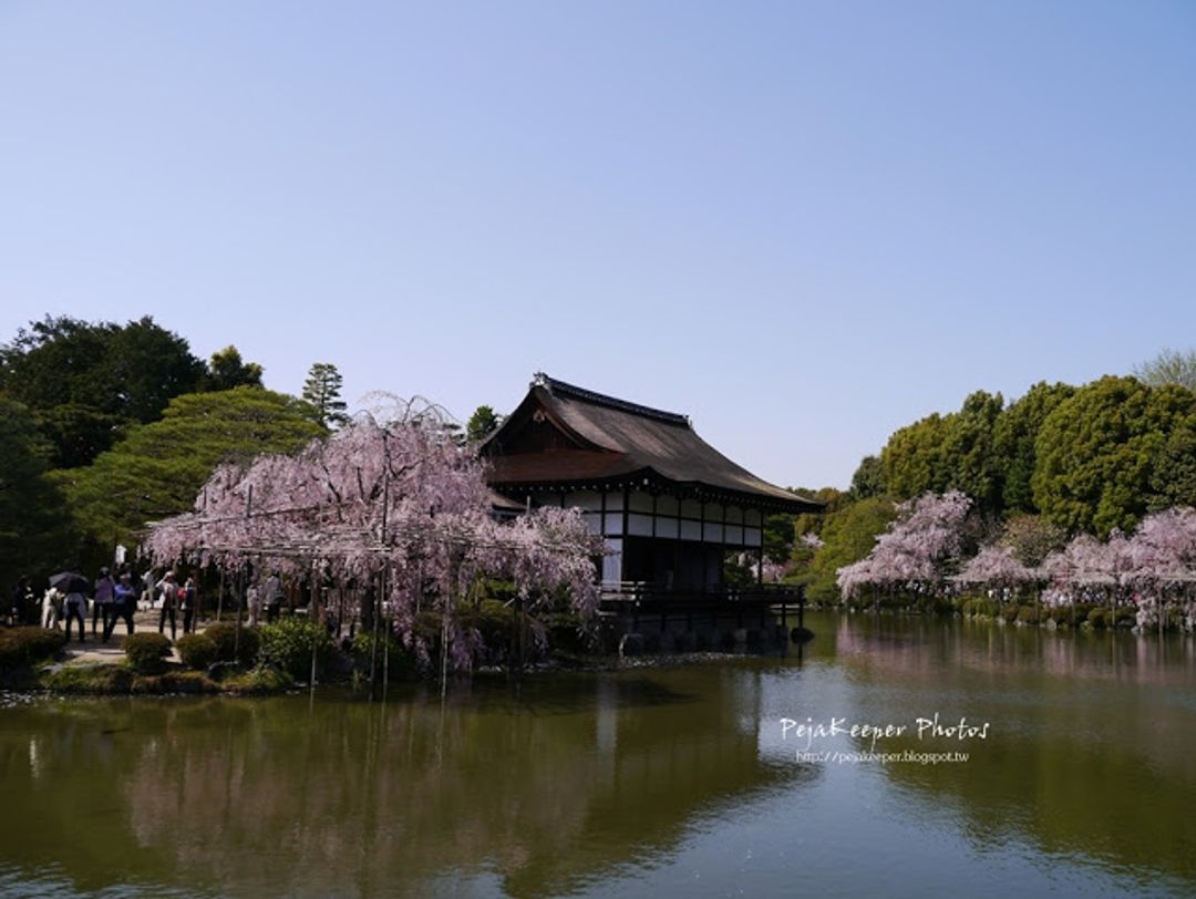 偏晚開的八重枝垂櫻景點 平安神宮 日本 關西 旅行酒吧