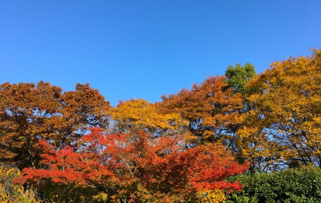 你沒體驗過的 上野 賞楓 泡湯 彩繪 秋冬愜意約會行程推薦 Intheluggage東京旅遊指南 55967