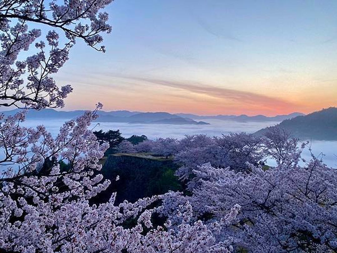 兵庫縣 竹田城跡天空之城 交通攻略 日本 關西 旅行酒吧