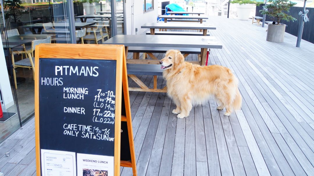 吃早餐時遇到一隻可愛的黃金獵犬(旁邊的看板有營業時間)