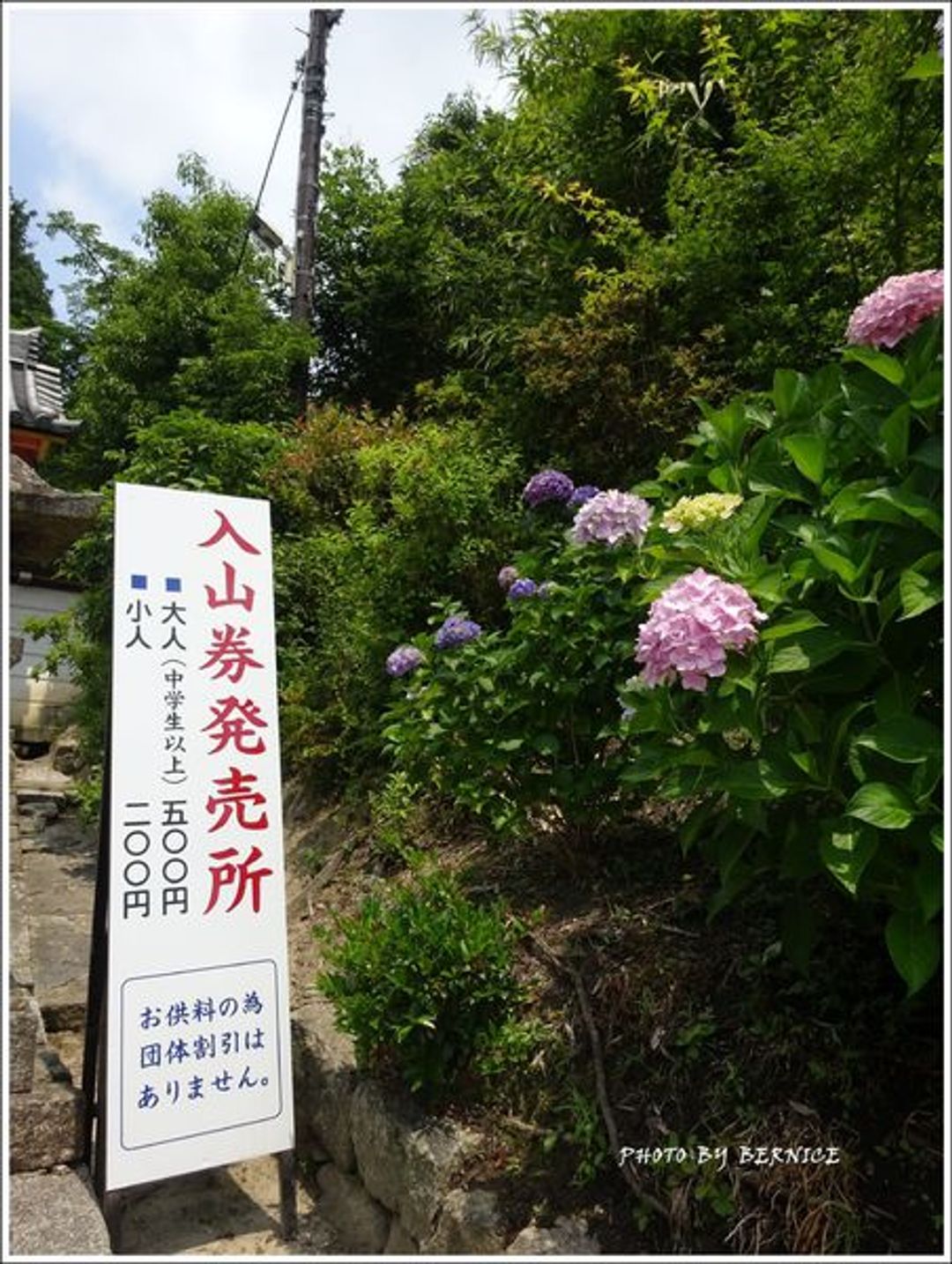 日本花卉 奈良大和郡山紫陽花名所 矢田寺 日本 關西 旅行酒吧