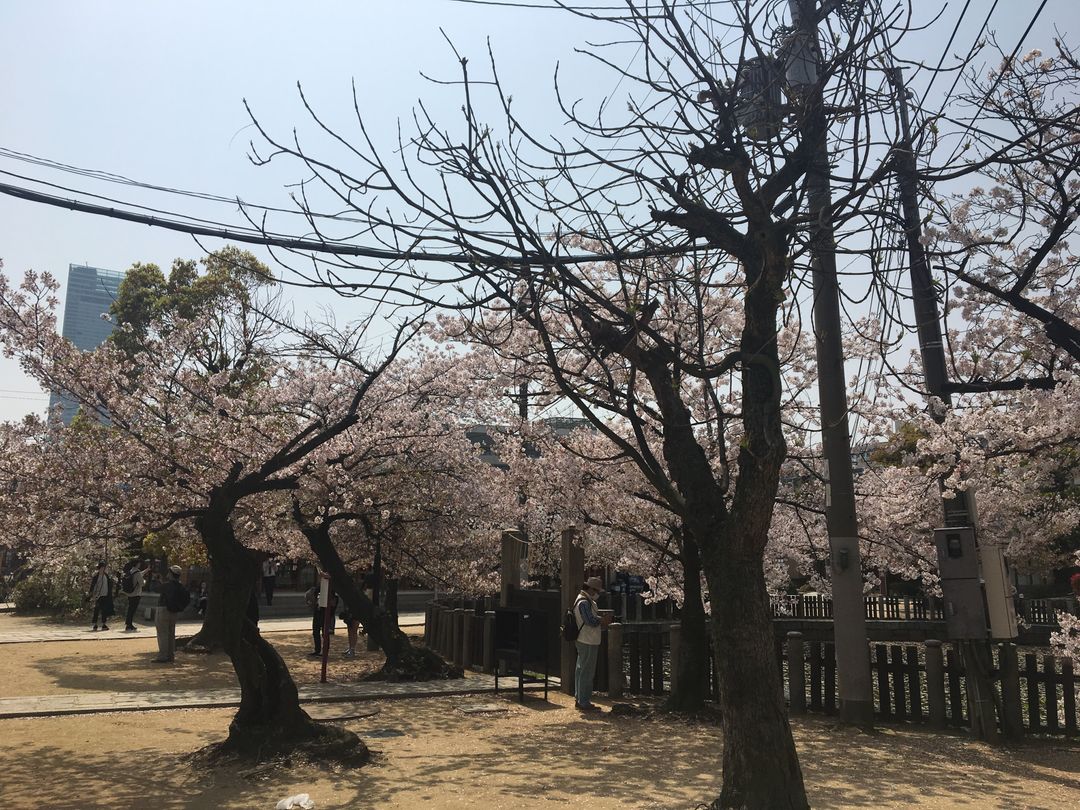 好多櫻花樹