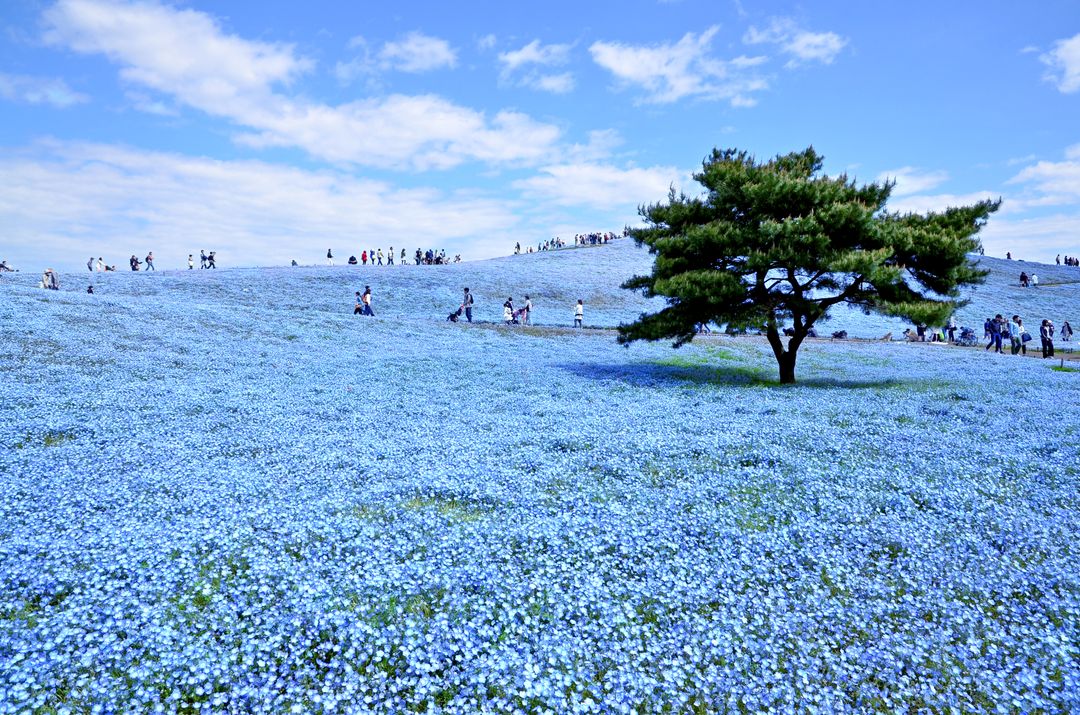 茨城花季繽紛登場 日本 東京 關東 旅行酒吧