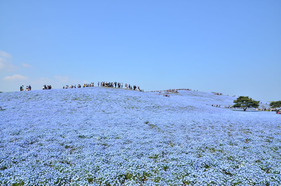 茨城花季繽紛登場 日本 東京 關東 旅行酒吧