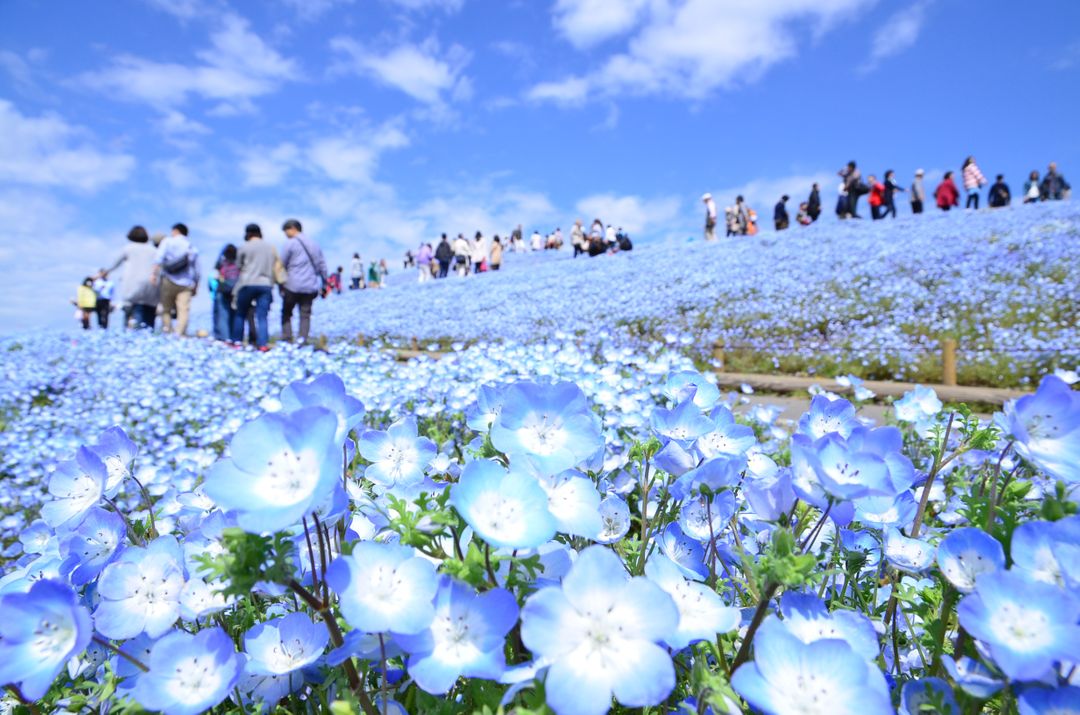 茨城花季繽紛登場 日本 東京 關東 旅行酒吧