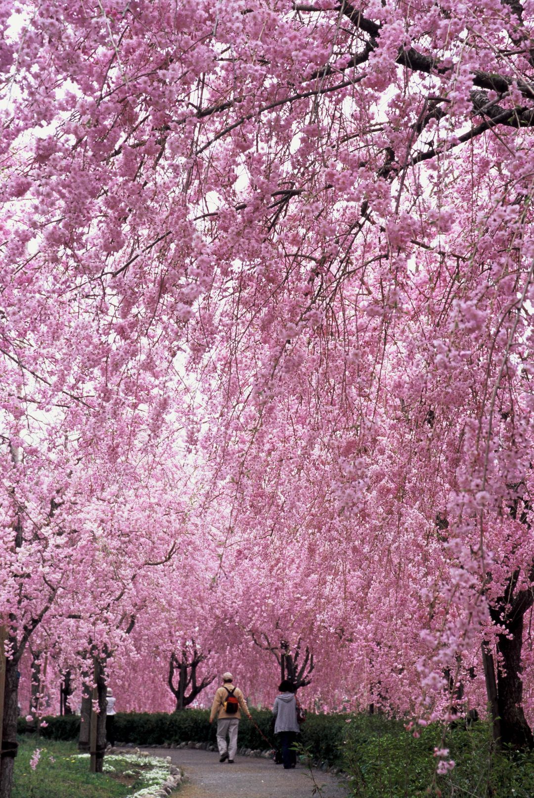 茨城花季繽紛登場 日本 東京 關東 旅行酒吧