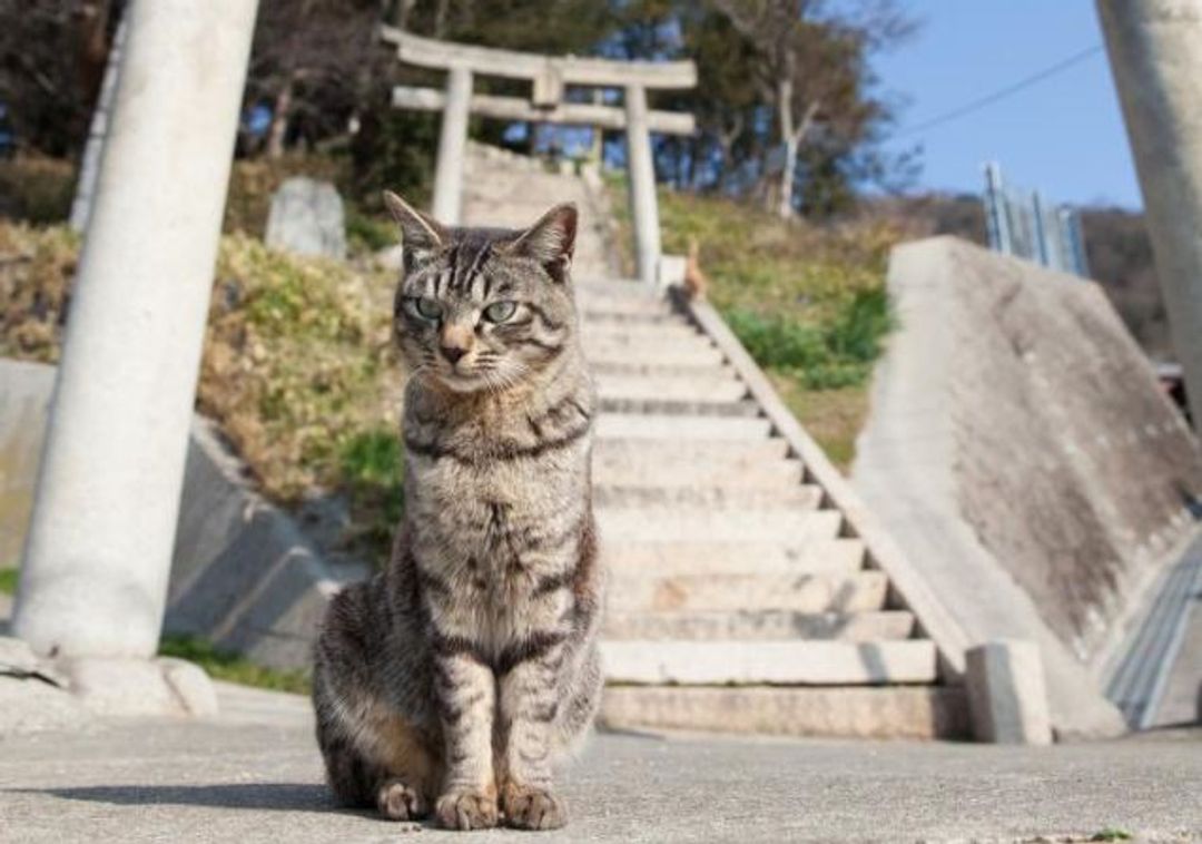 男木島的貓