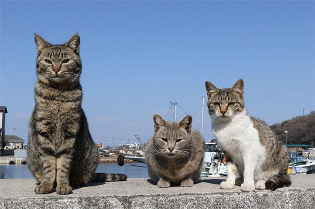真鍋島的貓