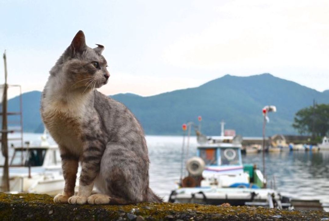 沖島的貓