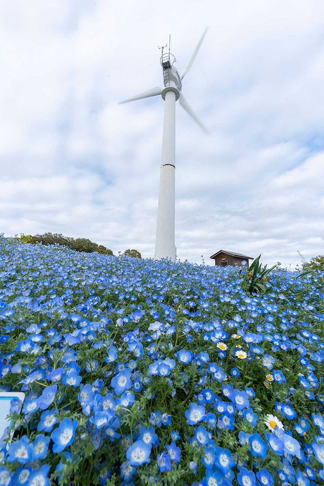 戀愛之春降臨來一場眼 花 繚亂的日本春色之旅jr東日本帶你觀賞北歐田園風夢幻粉蝶花 悸動迷人梅花海 日本