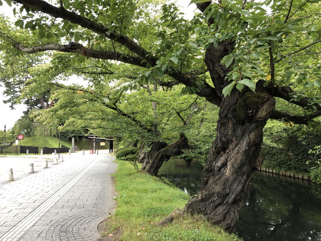 弘前公園追手門前面的河堤路