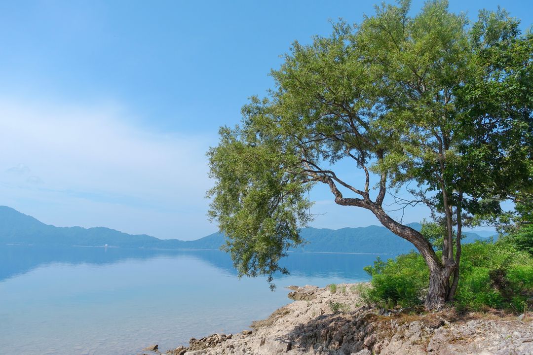 喜歡這棵樹在湖畔的姿態（拍照工具sony rx100m3 ）&nbsp; 