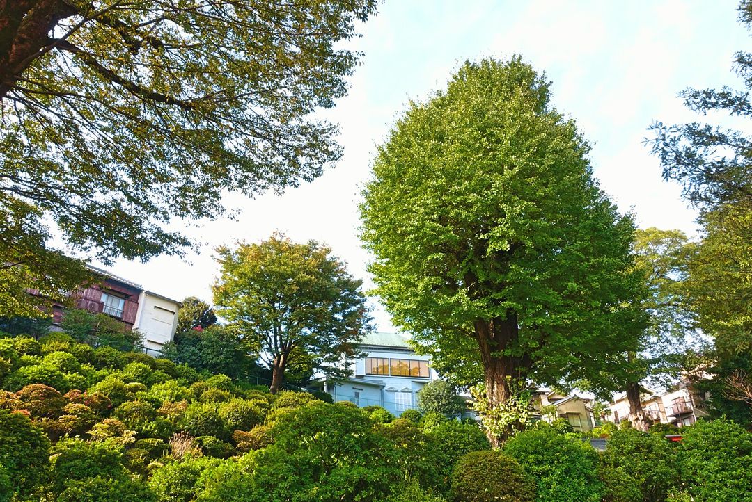 根津神社最有名的就是4-5月的杜鵑花(上圖一叢叢的)，可惜無緣見面