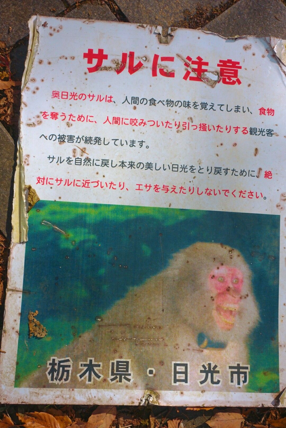 獼猴出現警告，不過這張照片也太恐怖了(ÒܫÓױ)&nbsp; 