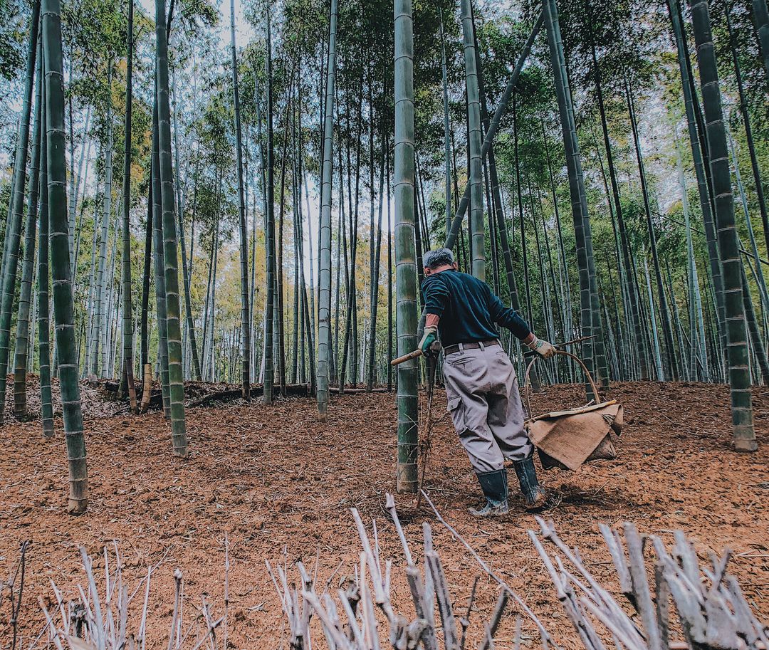 走到半路看到阿杯在挖竹筍，但他說季節不對還不夠得時