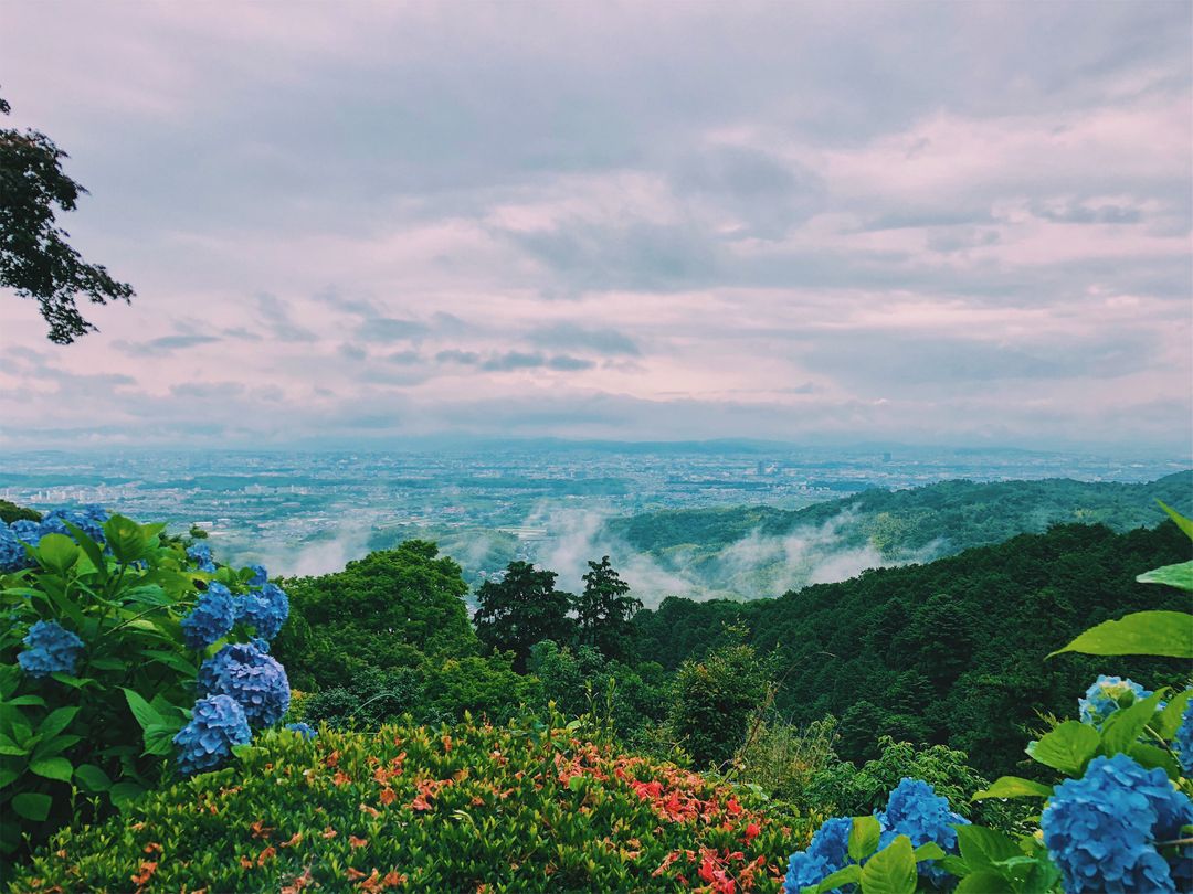 雲霧繚繞的山景，依舊能在紫陽的襯托下一窺京都盆景的樣貌