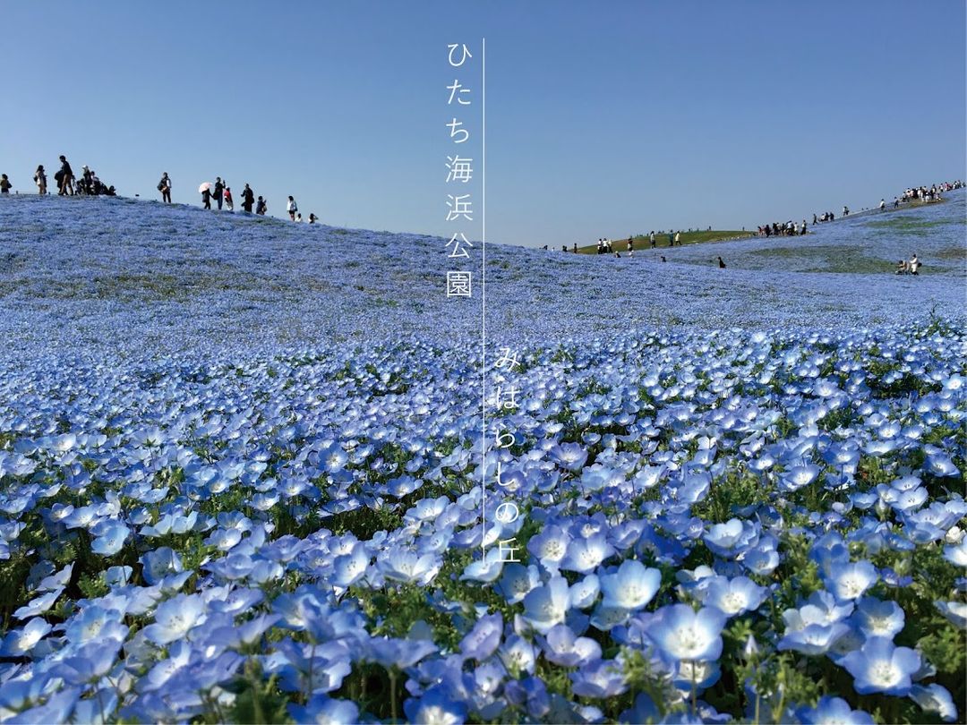 茨城 水藍色粉蝶花之丘 常陸ひたち海浜公園 日本 東京 關東 旅行酒吧