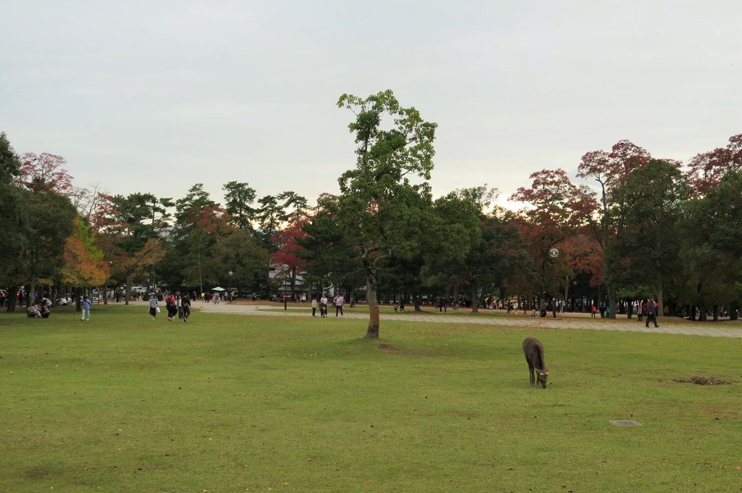 奈良公園的鹿比較少，而且幾乎都在樹下休息不太走動