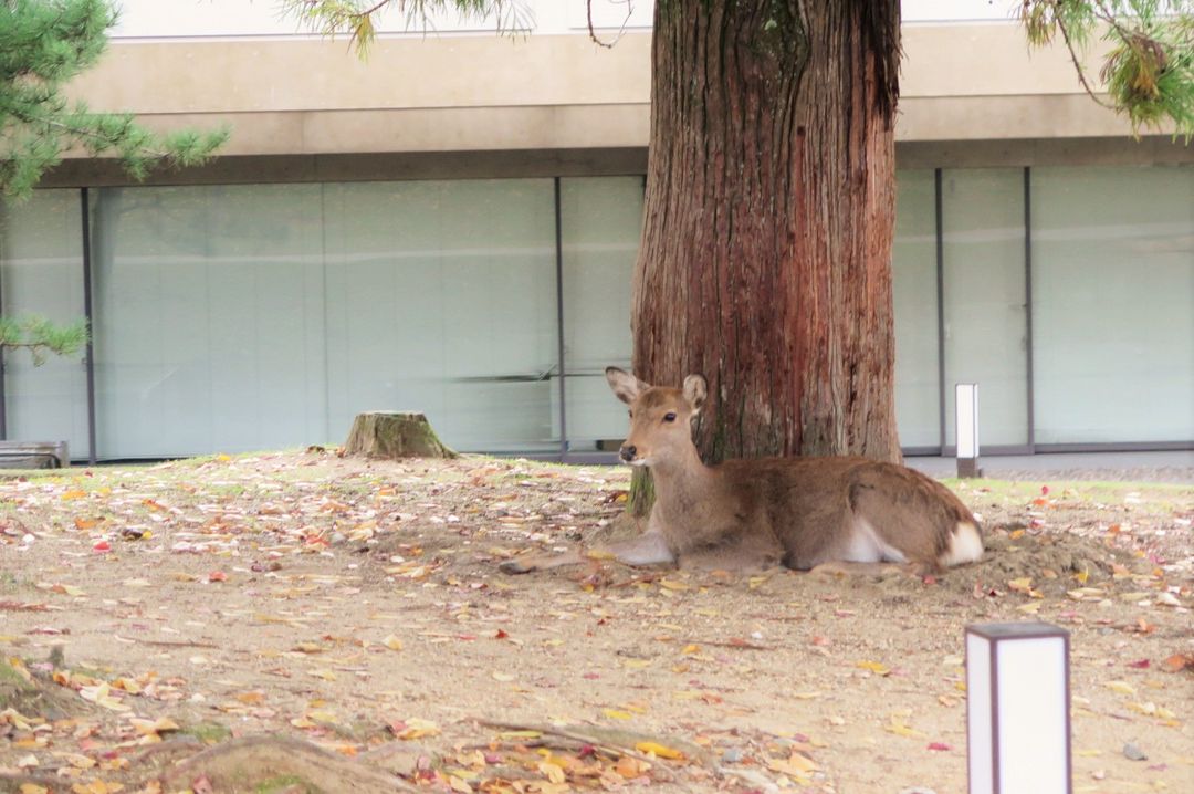 睡飽的奈良鹿，也只是盯著遊客看，坐姿端挺，顯得神采奕奕