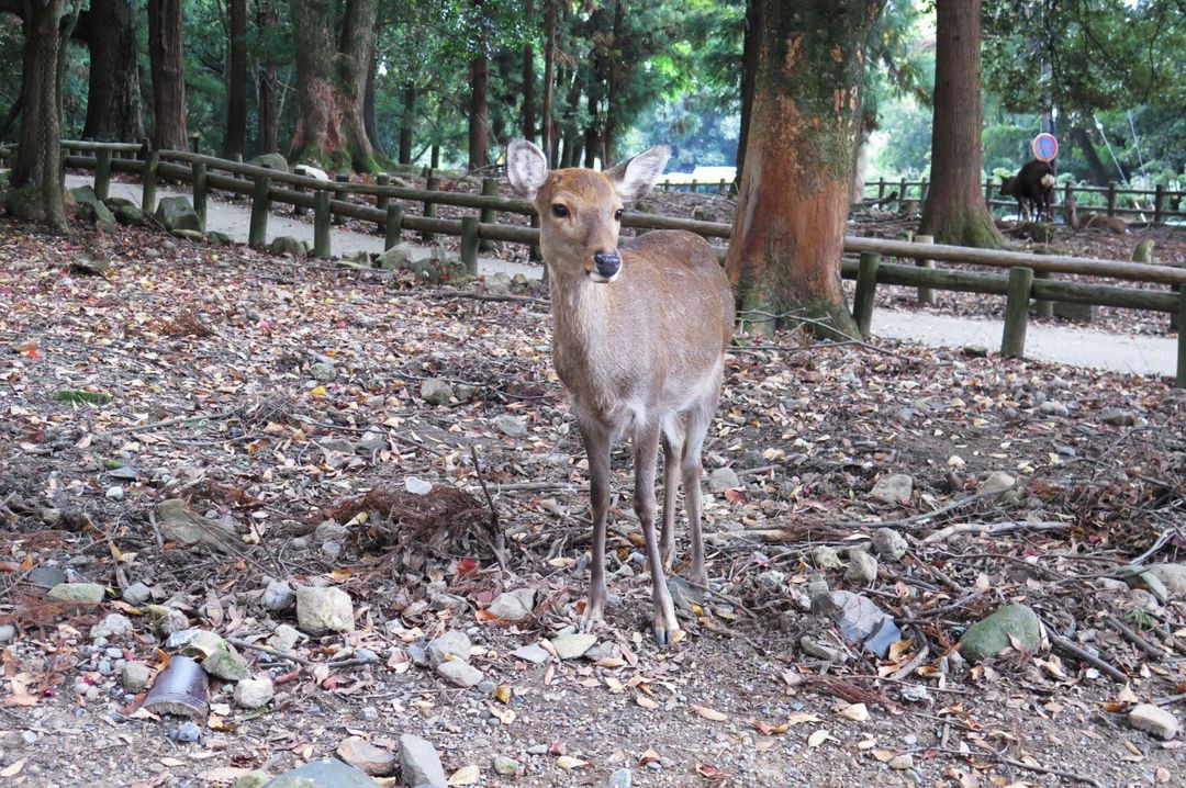 春日大社的奈良鹿感覺年紀比較小，互動起來比較活潑