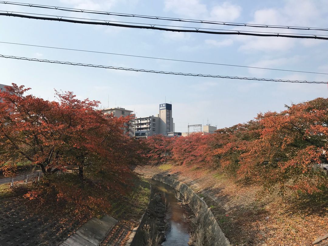 從奈良市區往平城宮跡騎單車路上，看到的秋天景色~