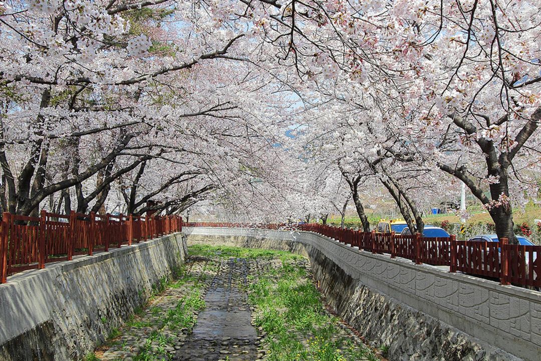 釜山鎮海賞櫻花。