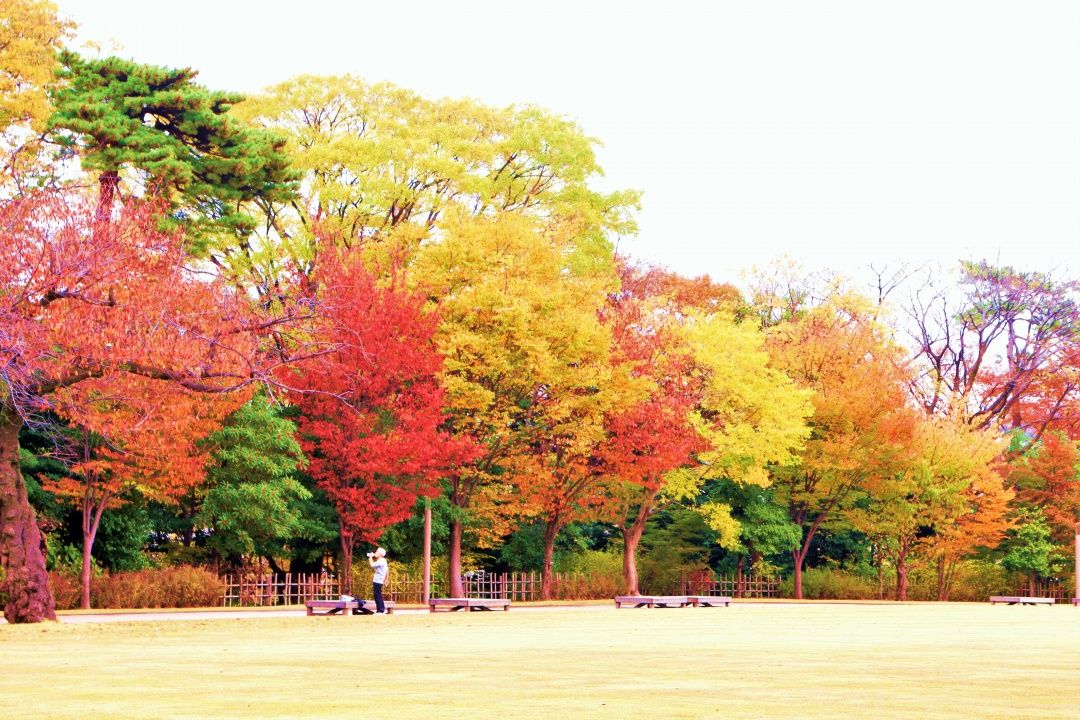 這張在金澤城公園，不同顏色楓葉構成的楓葉圖，有一種秋天寬廣蕭瑟的感覺，第一張明信片就由我們的吧友Pei-Peng Chen，連續兩次奪得啦!