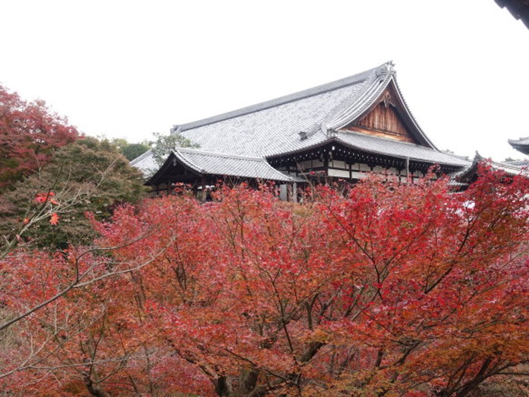 16秋 合掌村 京都紅葉自由行day4京都東福寺 錦市場 永觀堂 京の焼肉処弘 日本 關西 旅行酒吧