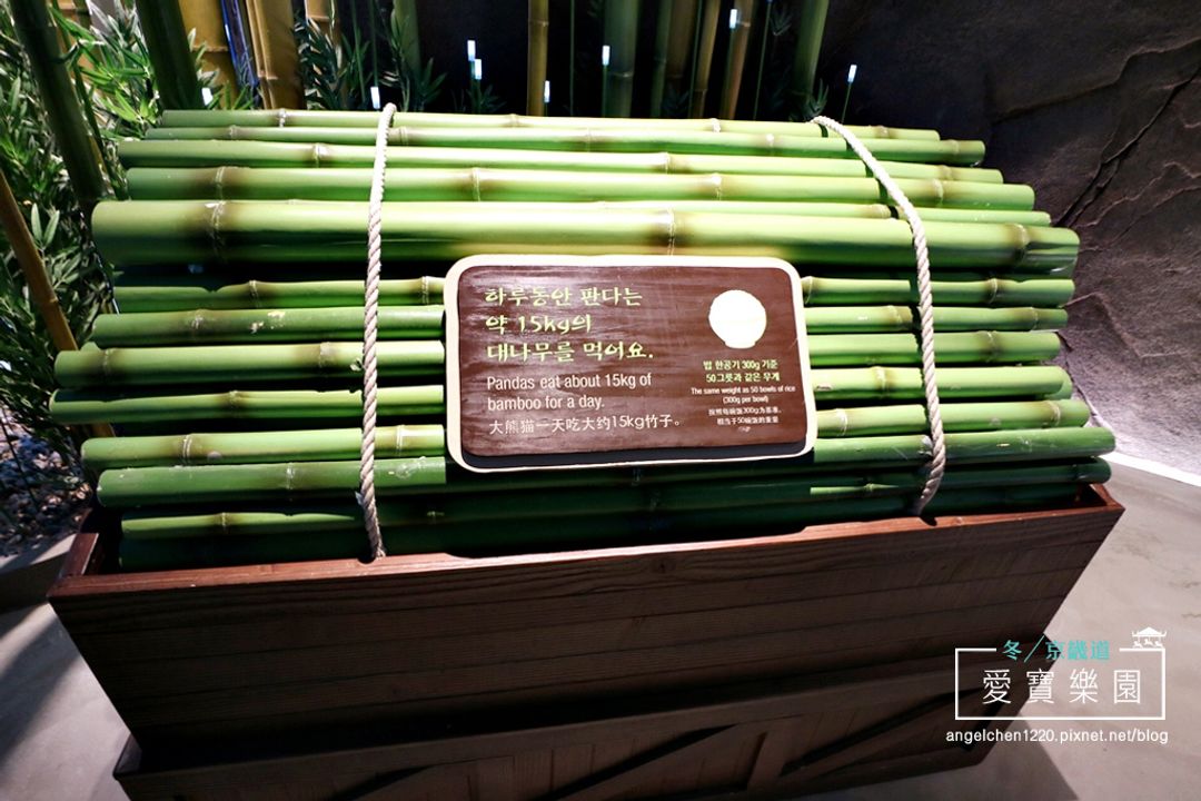 ▲ 大熊貓一天要吃15公斤的竹子!!!