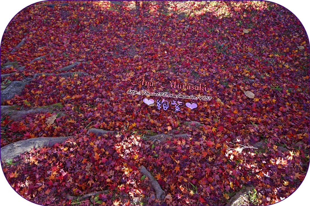 連河畔滿地落葉都還是紅通通的