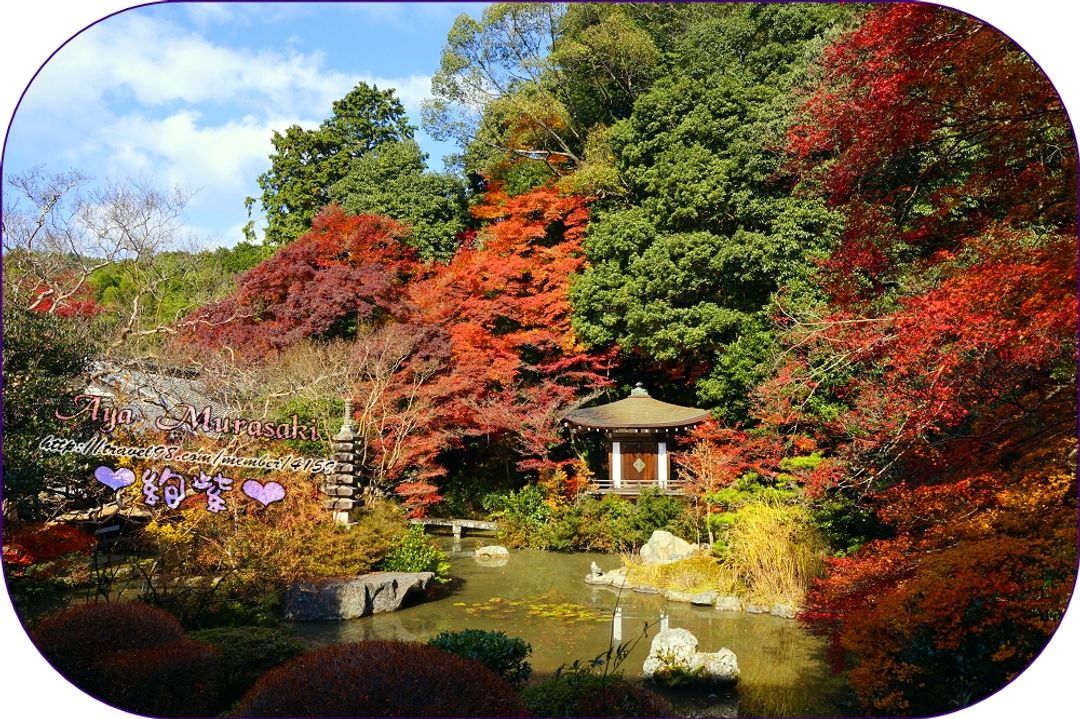 入內後唯一的楓葉景致就位於晚翠園，去的時候還遇到日本新人在這裡取景拍婚紗呢！