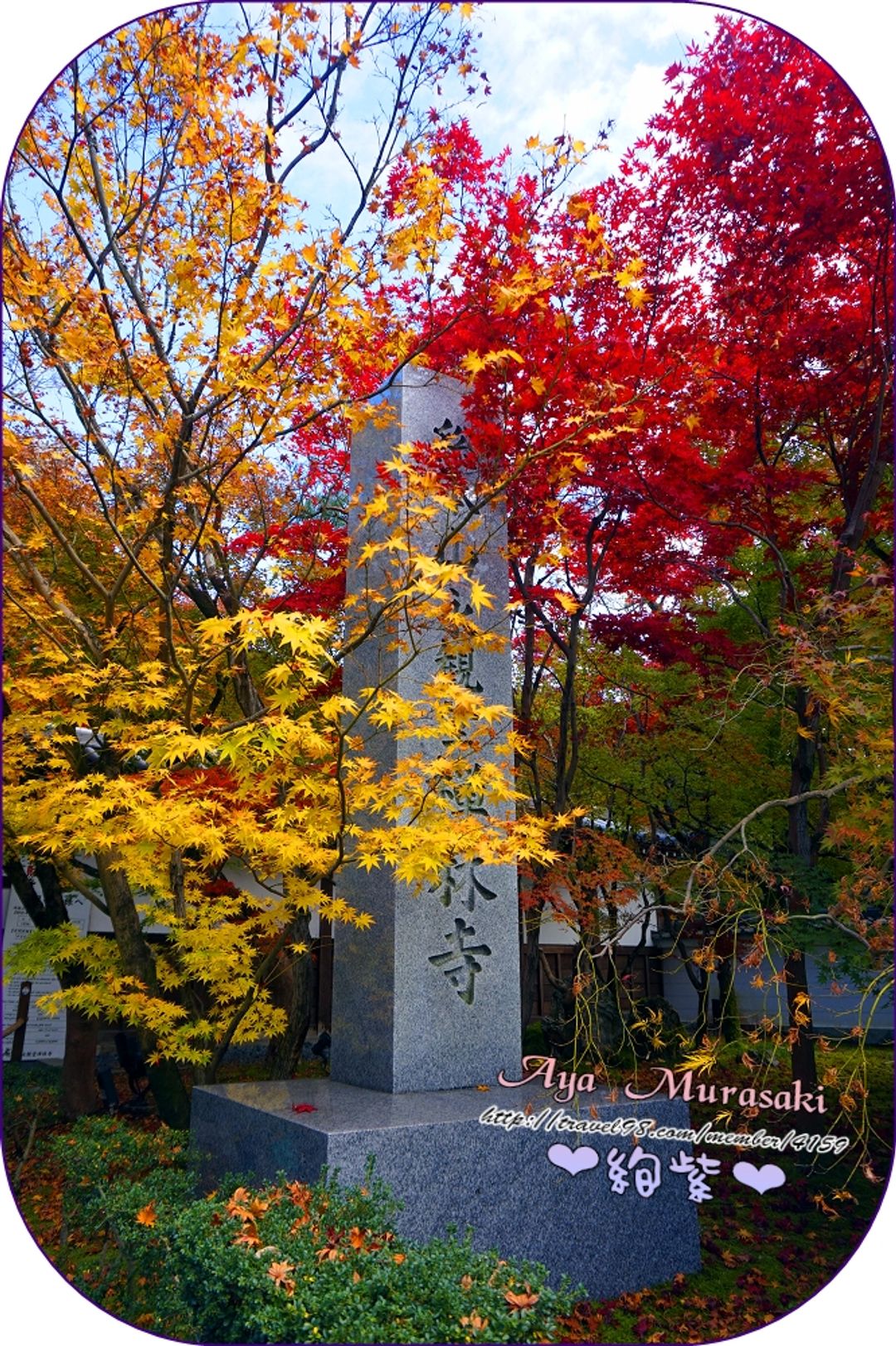 被雙色楓葉包圍的寺碑。