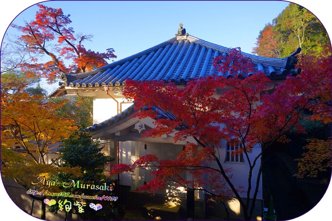 雪白的建築配上楓葉，在日本寺廟算是蠻難得的景色。