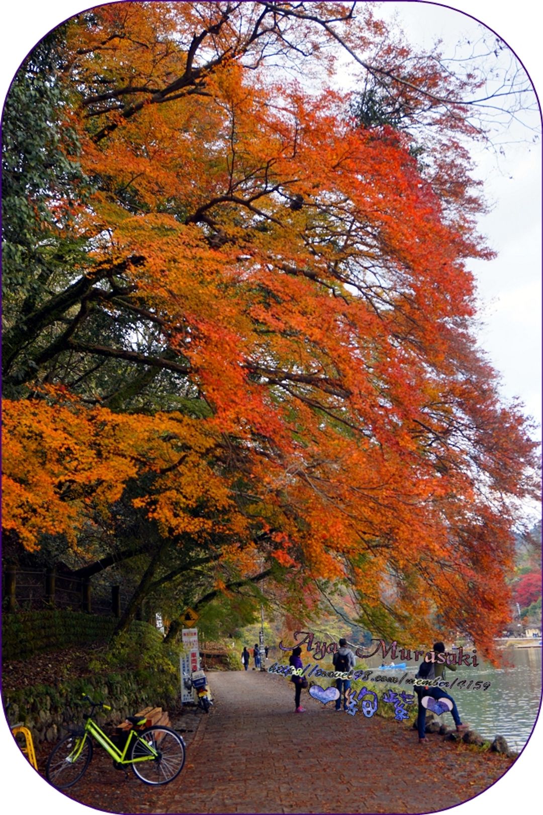 壯觀的秋楓瀑布！