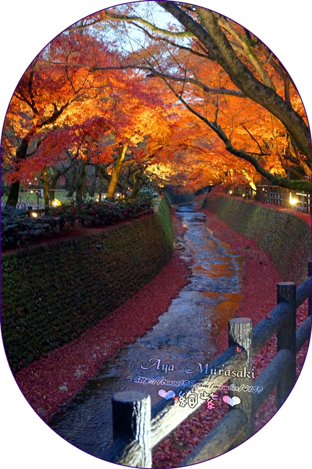 這天來訪北野天滿宮的紅葉其實有不少已經開始枯萎，在河道兩旁的落葉量也宣告的秋季的尾聲。