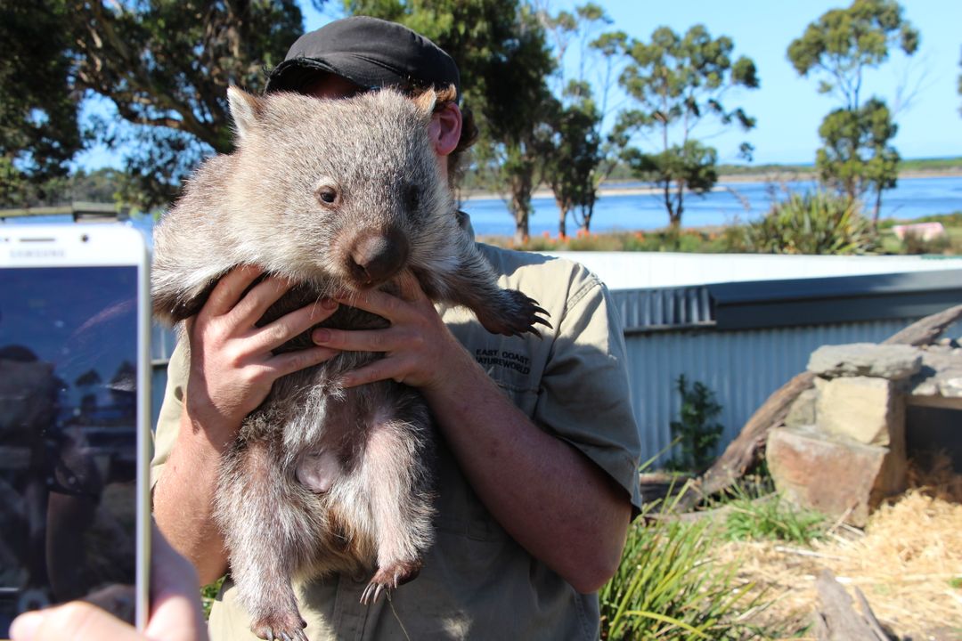 袋熊Wombat－與無尾熊同種類，但住在地洞不住樹上