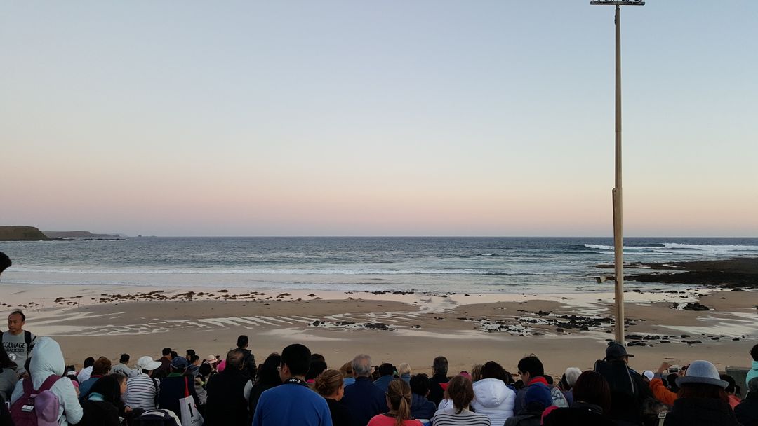 海灘旁的觀看座位區－企鵝會從海中慢慢走上岸