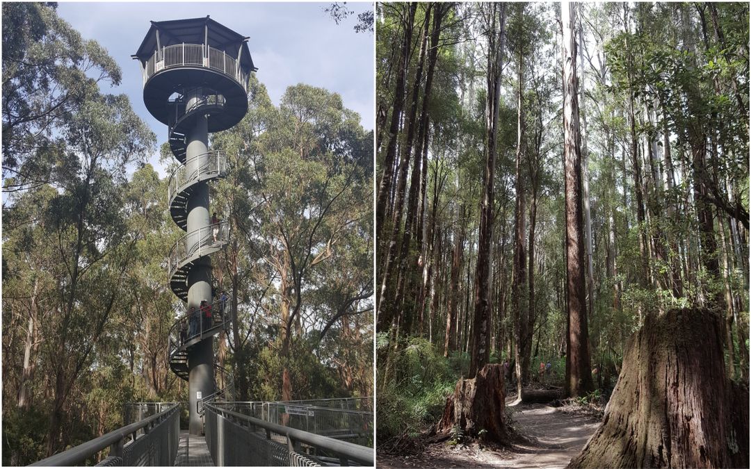 左：高45公尺的觀景台、右：平面雨林步道
