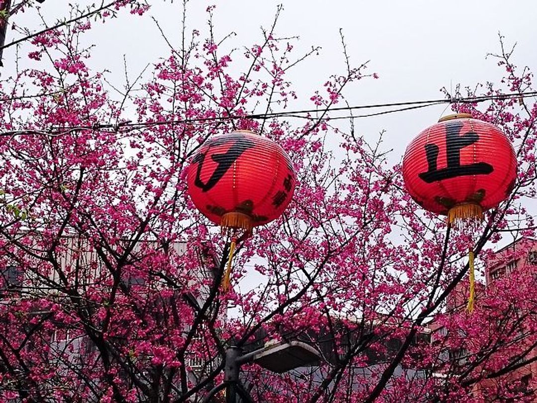 福安宮附近目前仍有幾株櫻花盛開