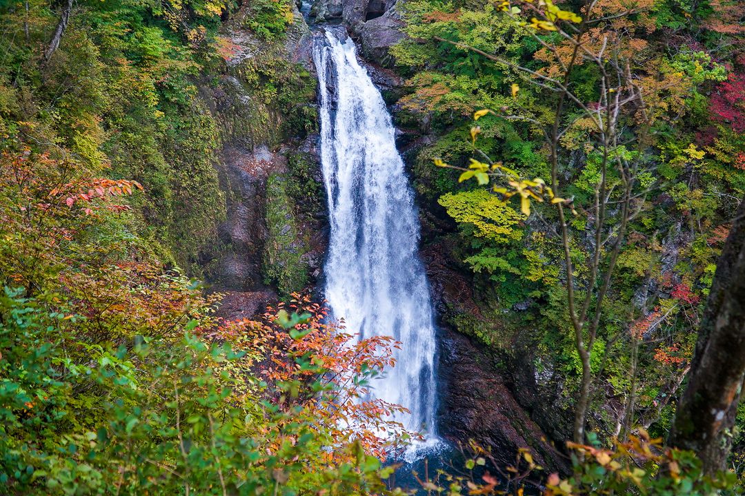 現在正值紅葉季，黃紅相間的樹襯著壯觀的秋保大瀑布是一個日本在地人都喜愛的秘境