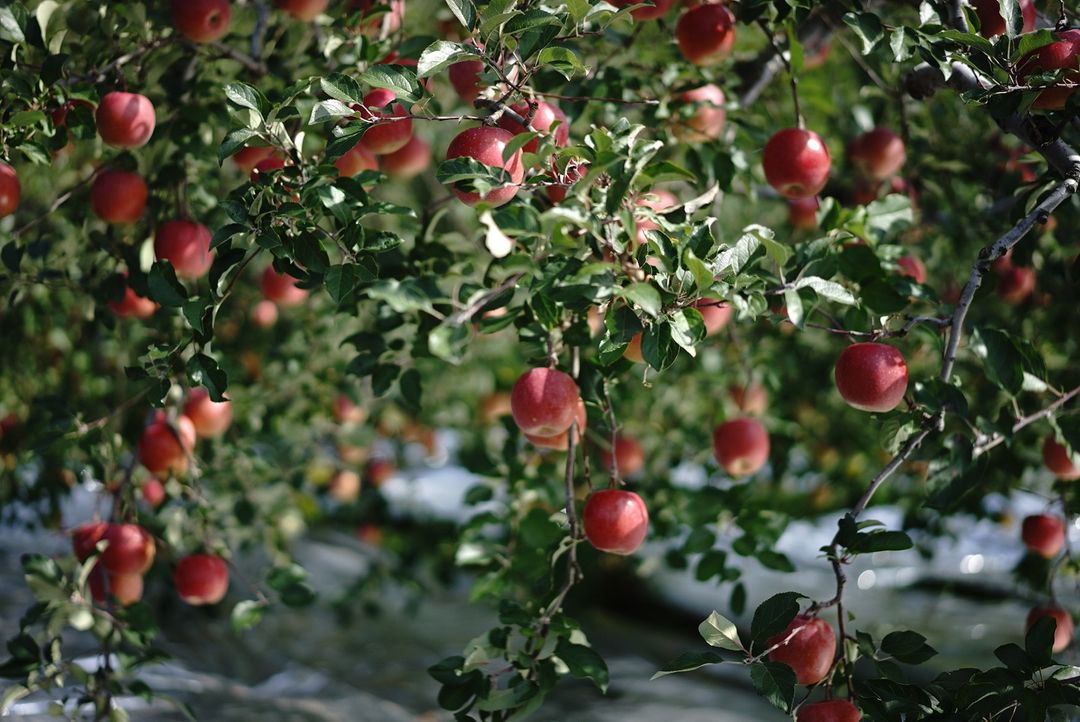 石原婆婆的蘋果園，在陽光的照射下蘋果看起來又大又紅又好吃呀！