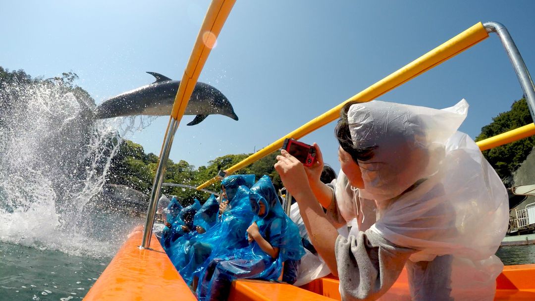 難得一見的海豚跳躍遊客頭頂上的表演