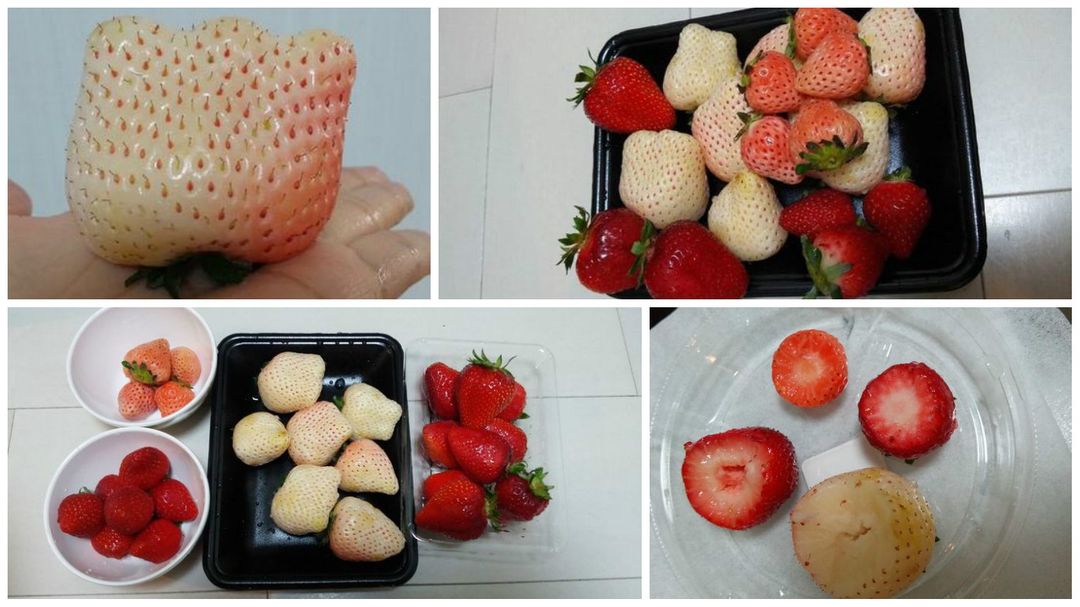 買了4種不同品種草莓回來吃，老實說日本草莓沒有很甜啊！ 