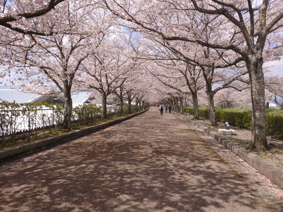 兩邊的櫻花樹盛開到環抱在步道上方，好不浪漫