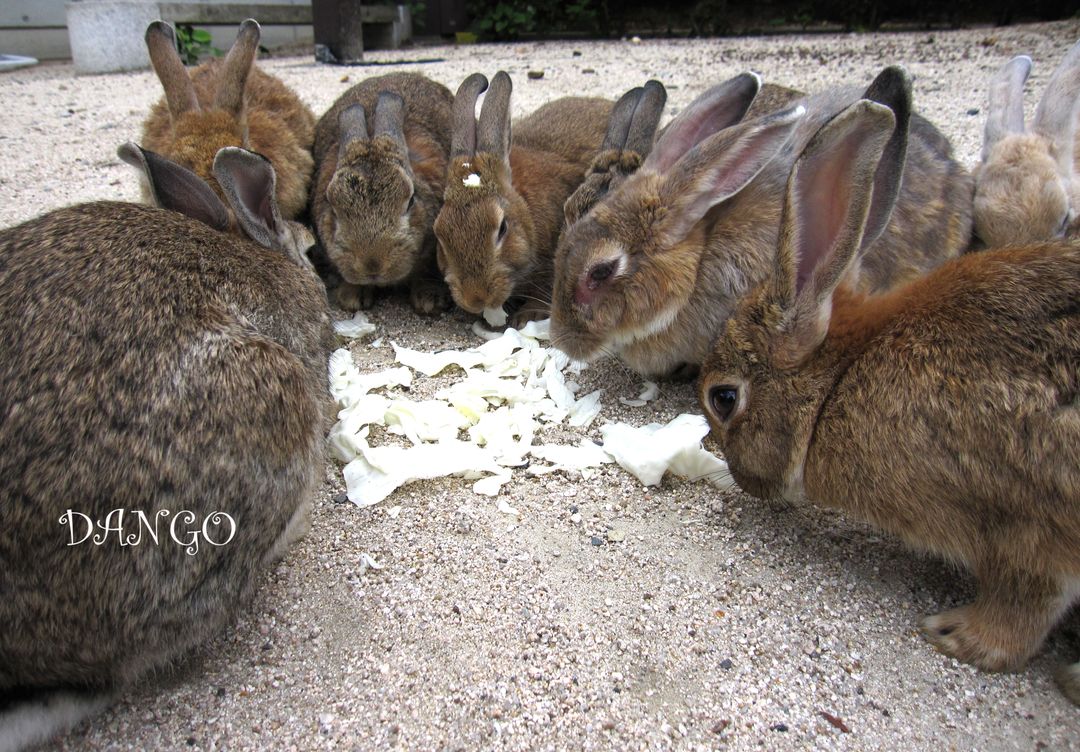 一開始只有幾隻兔子衝過來吃高麗菜，沒想到愈聚愈多...